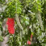 Fra græsørken til vild have: sådan booster du biodiversiteten hjemme i haven